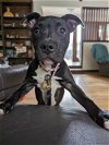 adoptable Dog in auburn, GA named Blossom