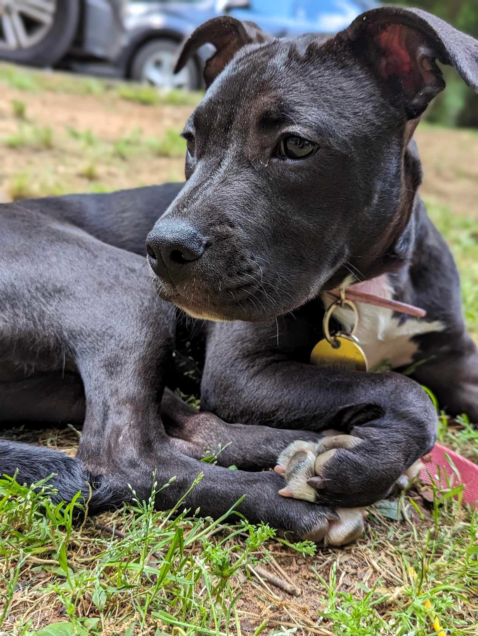 adoptable Dog in Auburn, GA named Blossom