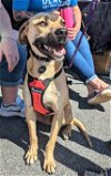 adoptable Dog in auburn, GA named Finn