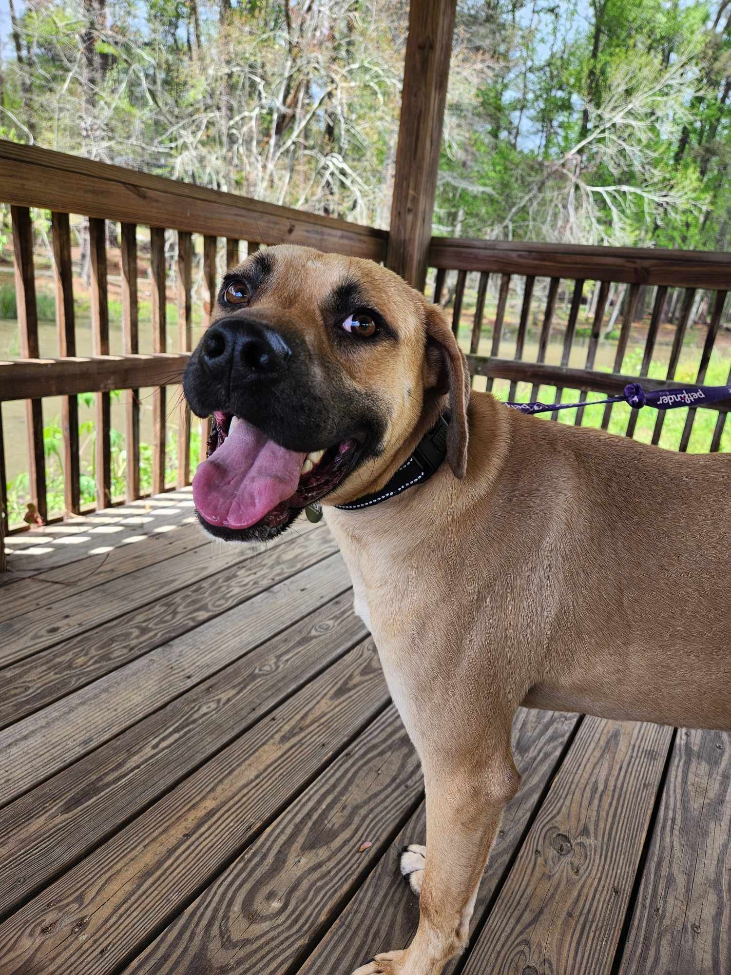 adoptable Dog in Auburn, GA named Finn