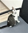 adoptable Cat in auburn, GA named Merlin