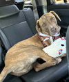 Chip - Photo 23