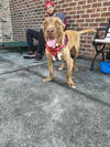 adoptable Dog in  named Chip