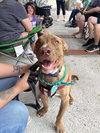 Chip - Photo 22