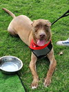 Chip - Photo 21