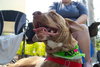 Chip - Photo 15