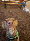 Chip - Photo 11