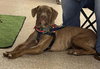 Chip - Photo 4