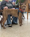 Chip - Photo 5
