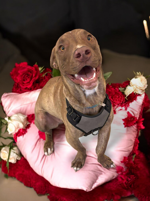 CHIP - American Pit Bull Terrier / German Shepherd Dog available for adoption