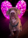 Chip - Photo 2