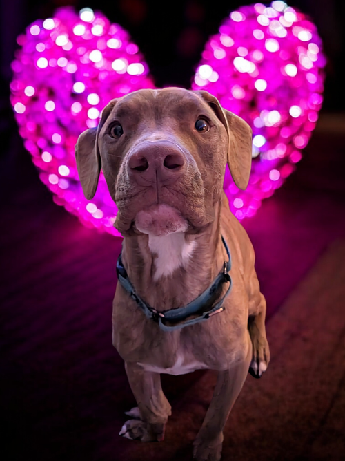 CHIP - American Pit Bull Terrier / German Shepherd Dog available for adoption