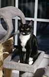 adoptable Cat in  named Gretchen