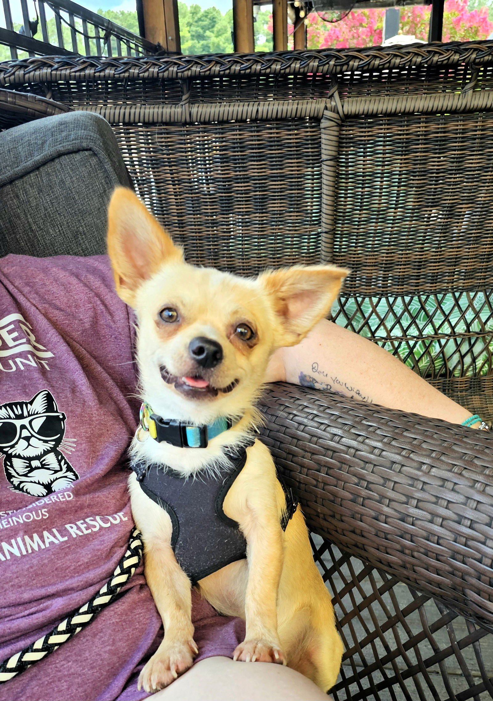 adoptable Dog in Auburn, GA named Rory
