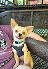 adoptable Dog in auburn, GA named Rory