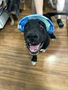 adoptable Dog in  named Godric Gryffindor