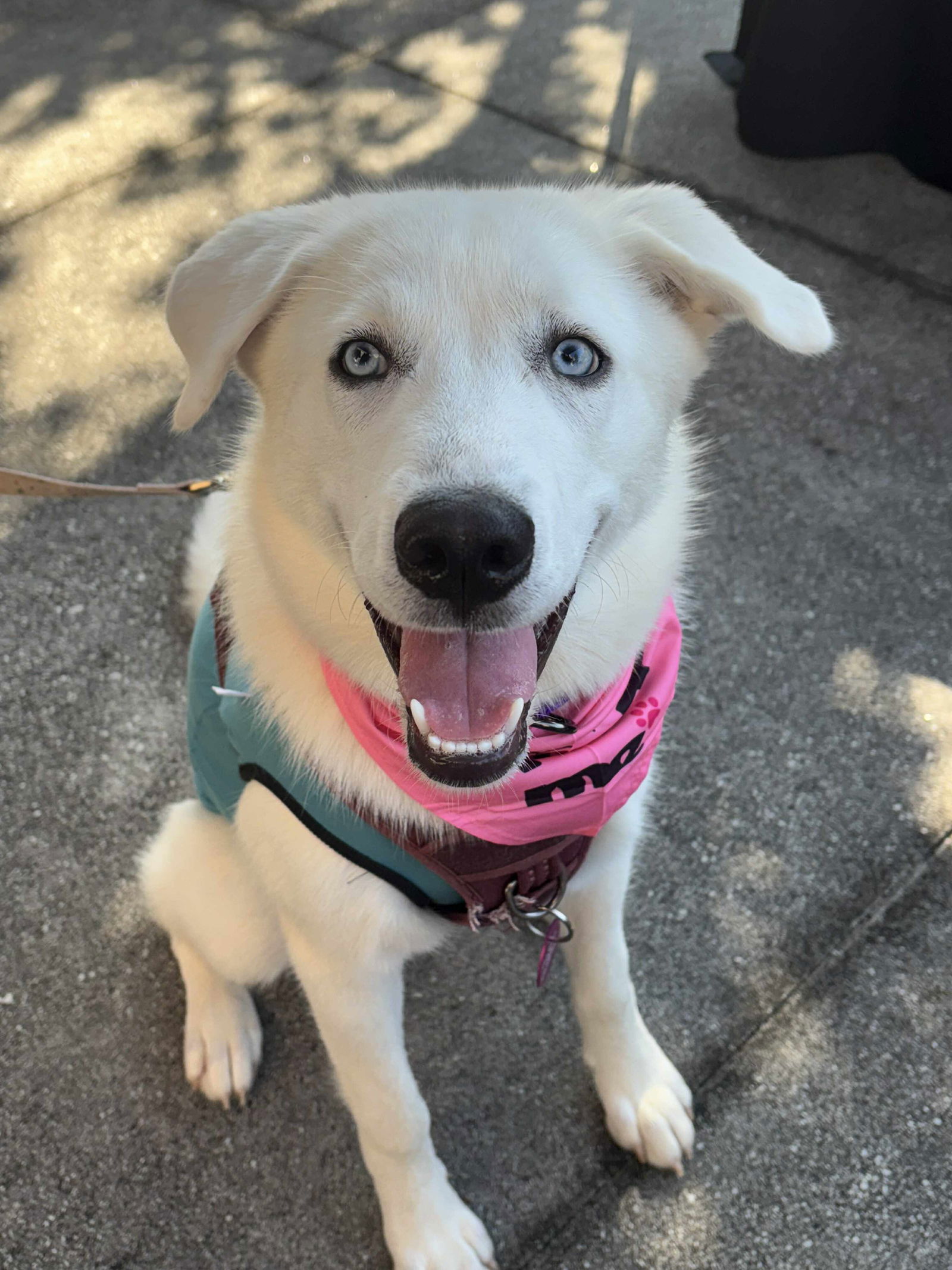 adoptable Dog in Auburn, GA named Elsa