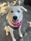 adoptable Dog in  named Elsa
