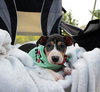 Bacon - Photo 17