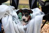 Bacon - Photo 20