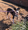 Bacon - Photo 8