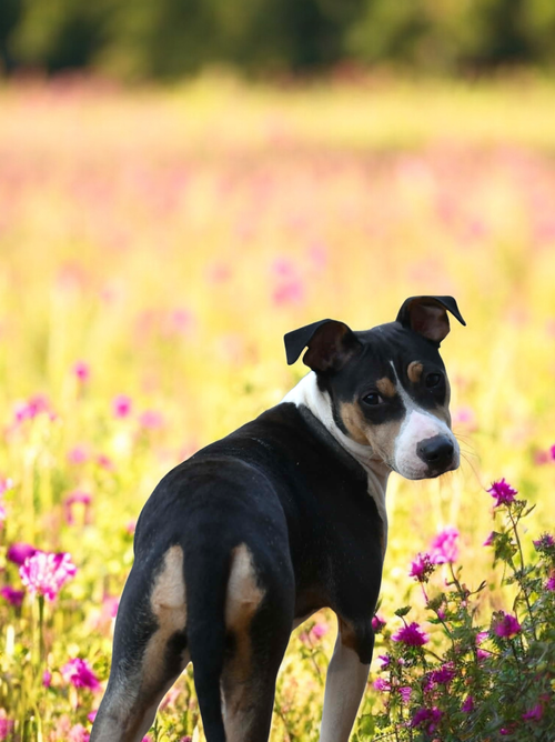 BACON - Beagle / Rat Terrier available for adoption