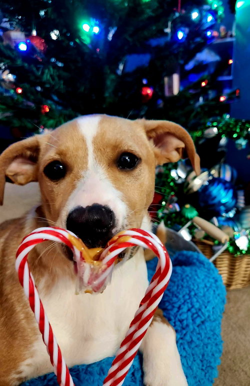 BISCUIT
