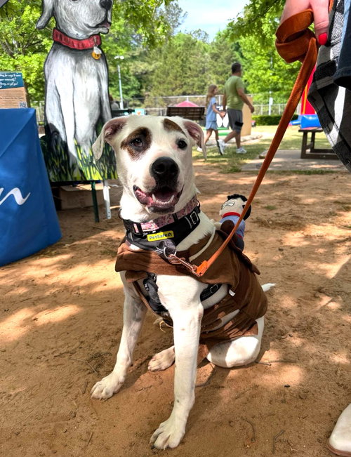 Aspen, an adoptable Boxer in Auburn, GA
