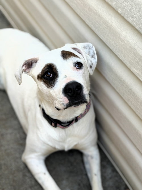 Aspen, an adoptable Boxer in Auburn, GA