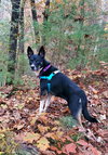 Autumn - Photo 12