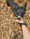 Autumn - Photo 16