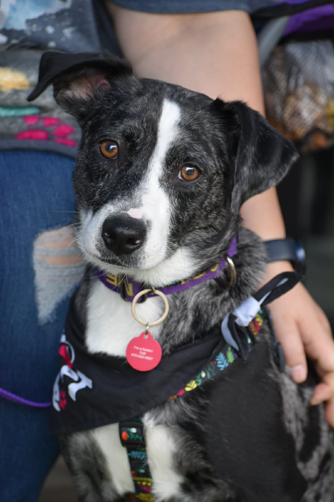 Australian Shepherd