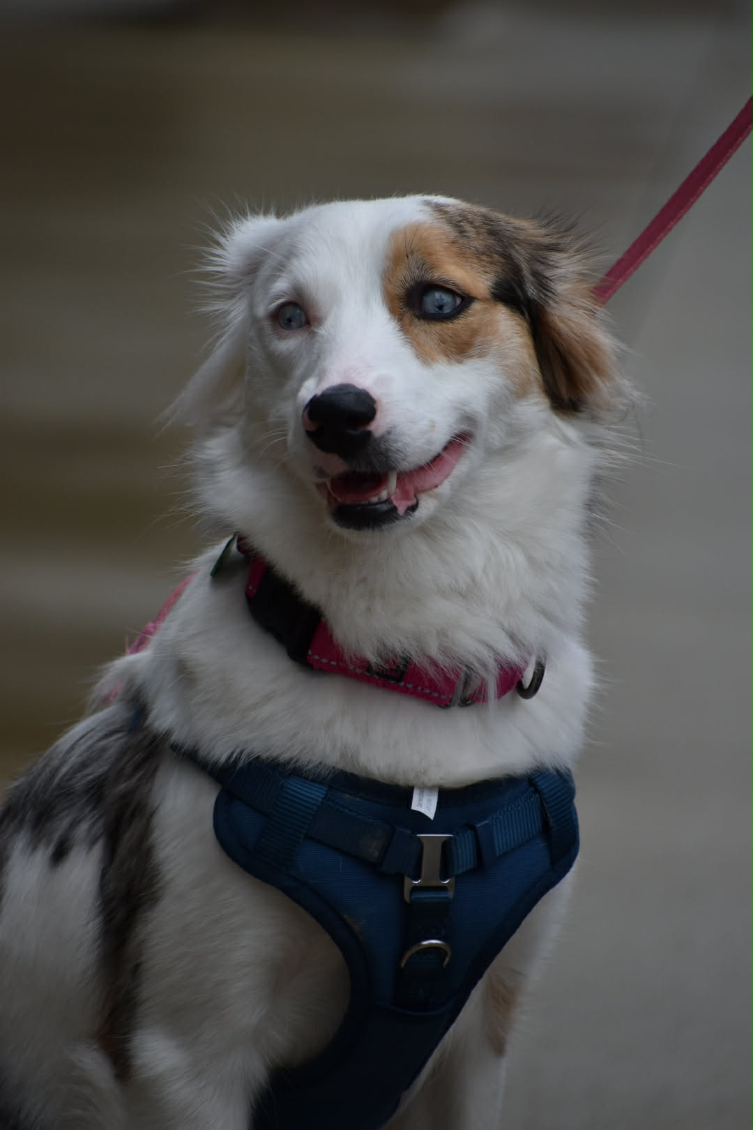 Australian Shepherd