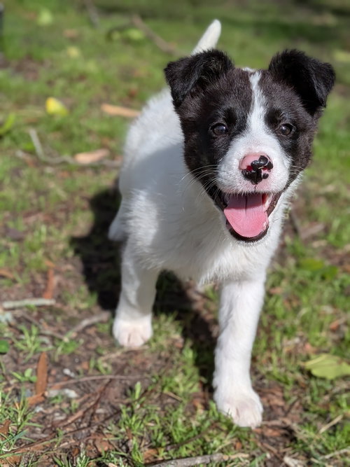 Peach, an adoptable Border Collie in Auburn, GA