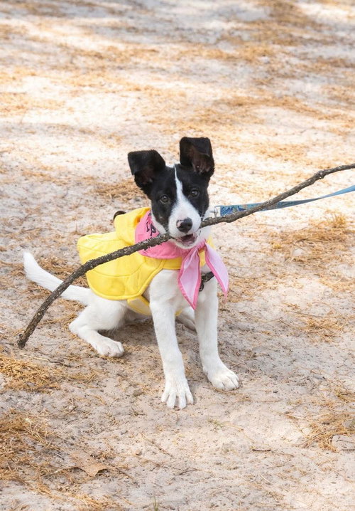 Peach, an adoptable Collie in Auburn, GA