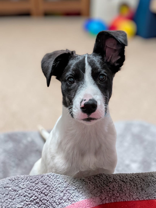 Peach, an adoptable Collie in Auburn, GA