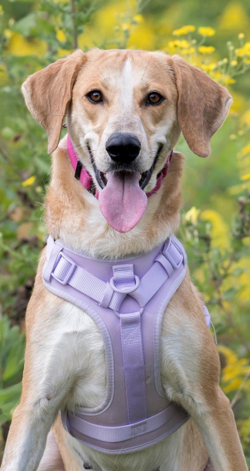 Clover, a dog for adoption from MACS Friends Animal Rescue Inc