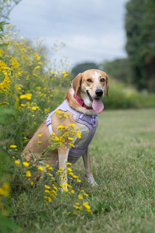 Photo 2 of Clover