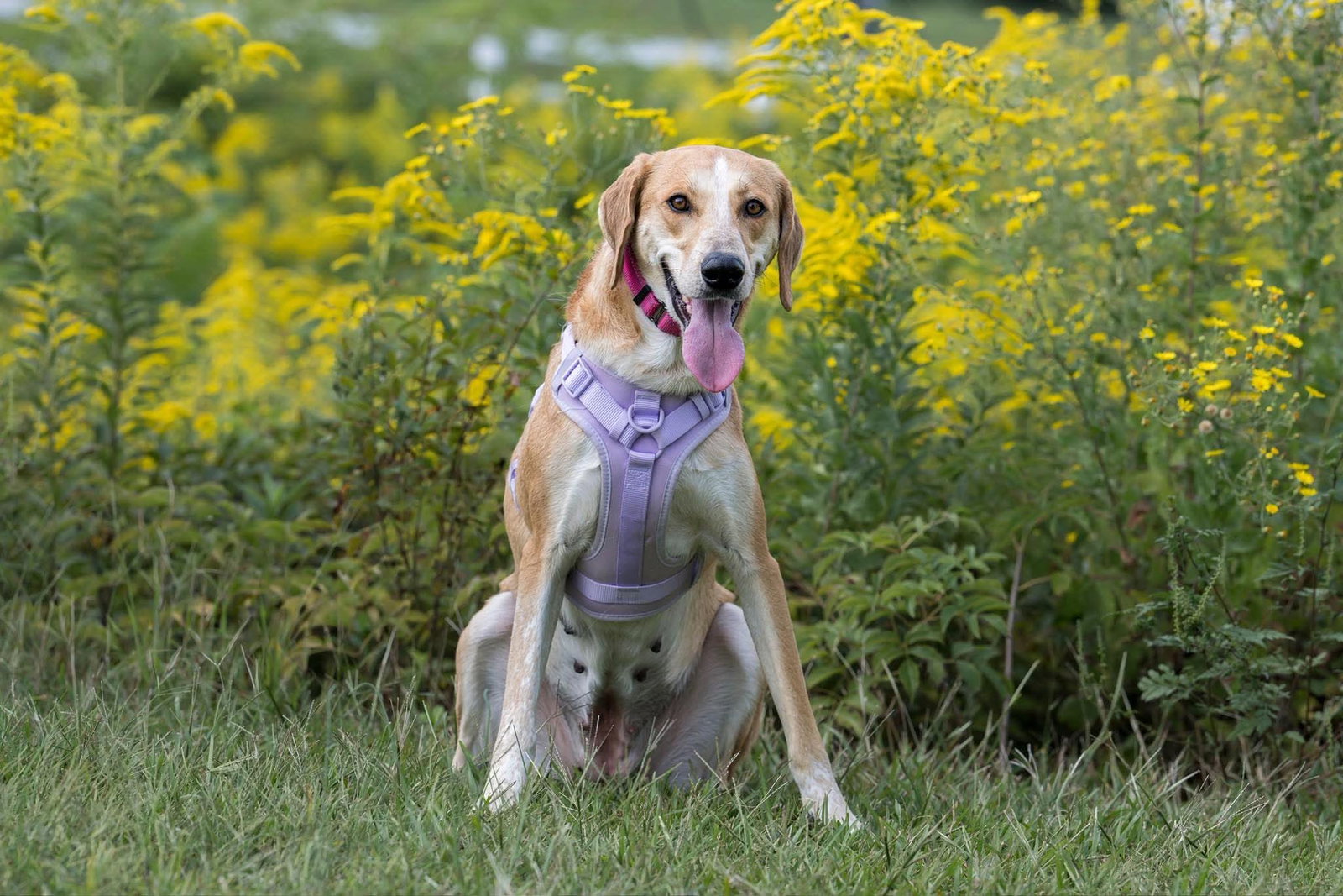 Clover, photo 8