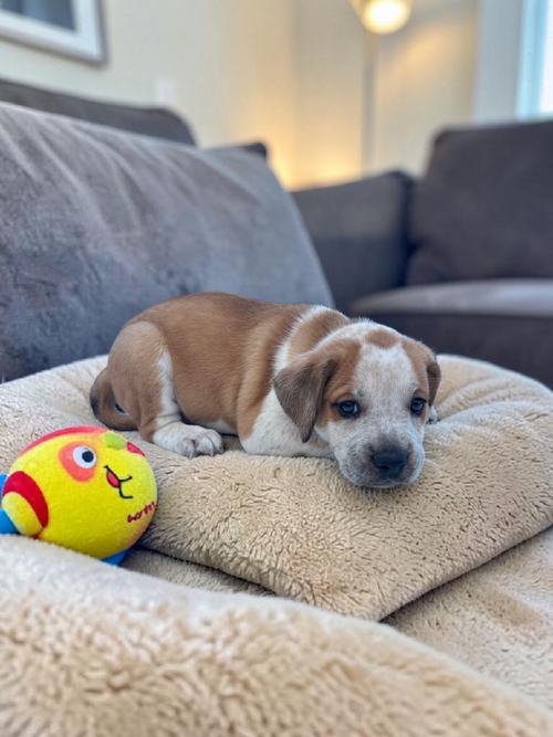 Cedar, an adoptable Bulldog in Auburn, GA
