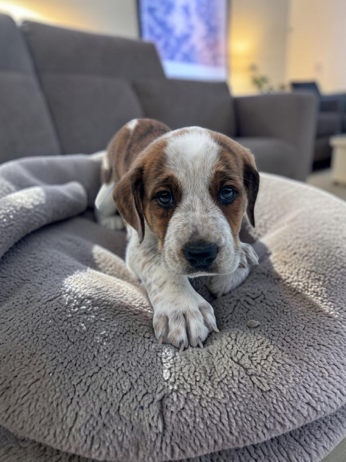 Cypress, an adoptable English Bulldog in Auburn, GA