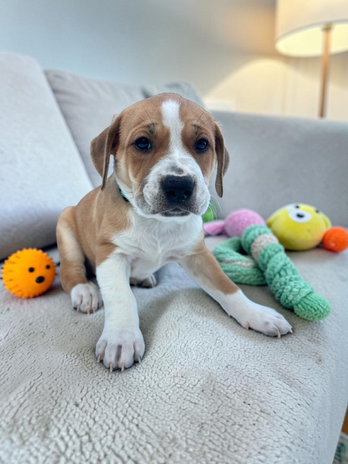 Iris, an adoptable Bulldog in Auburn, GA