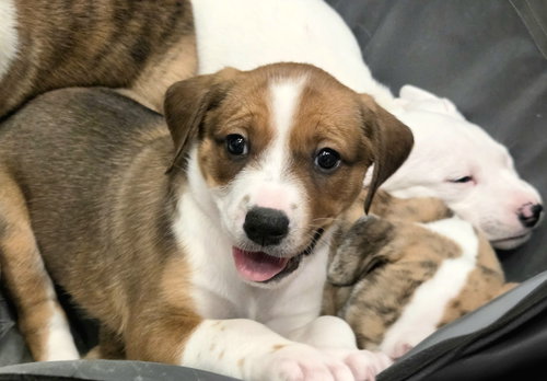 Lilac, an adoptable English Bulldog in Auburn, GA