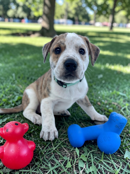 Pansy, an adoptable English Bulldog in Auburn, GA