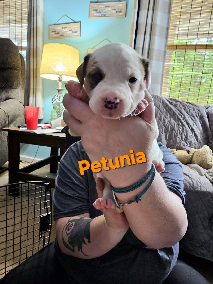 Petunia