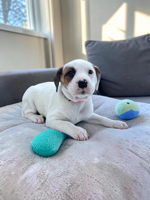 Petunia, an adoptable Bulldog in Auburn, GA