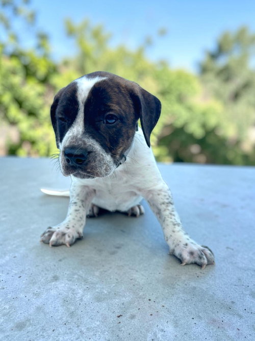 Reed, an adoptable Bulldog in Auburn, GA