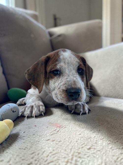 Rowan, an adoptable English Bulldog in Auburn, GA