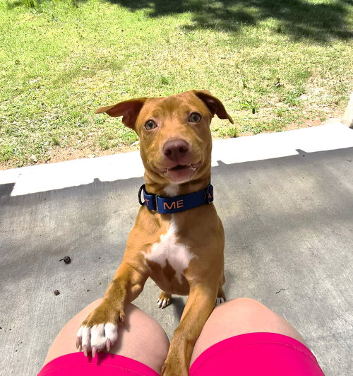 Benji, an adoptable Dachshund in Auburn, GA