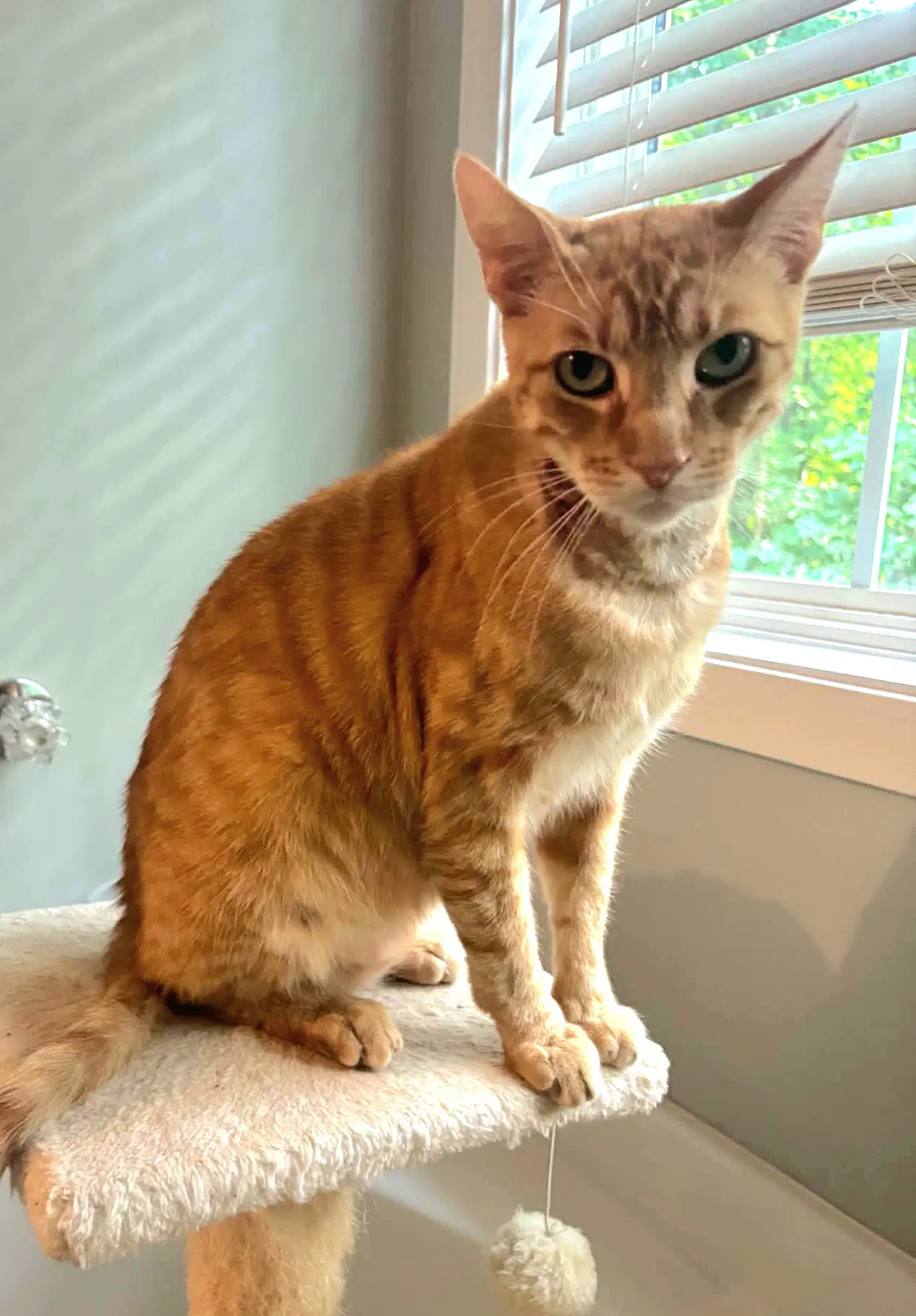 Ignatius - Tabby